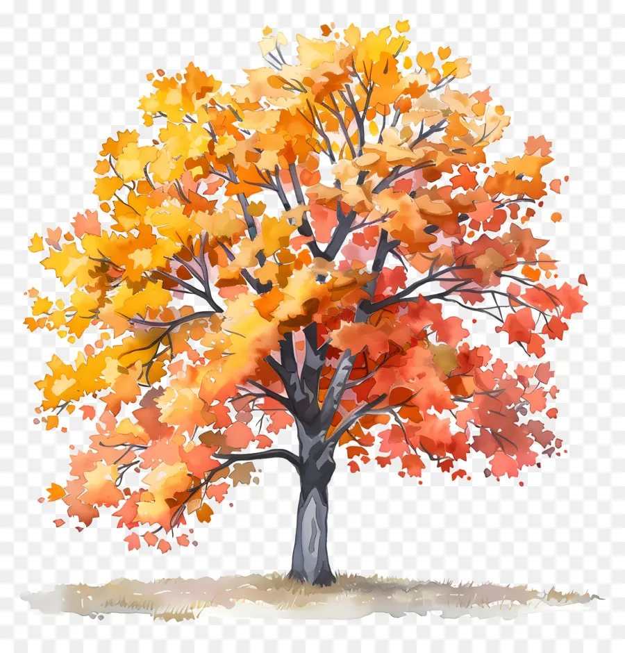 albero di acero - Albero solitario con colorate foglie autunnali