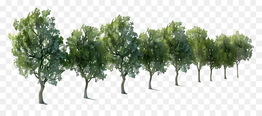 alberi alberi foresta natura verde - Dieci file di alti alberi verdi
