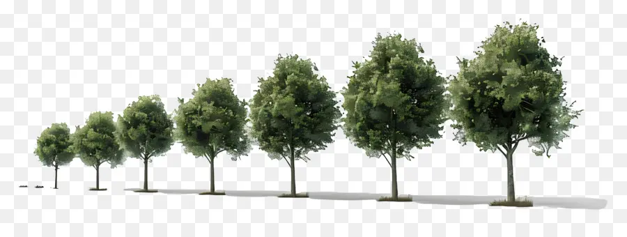 trees trees sidewalk green rows