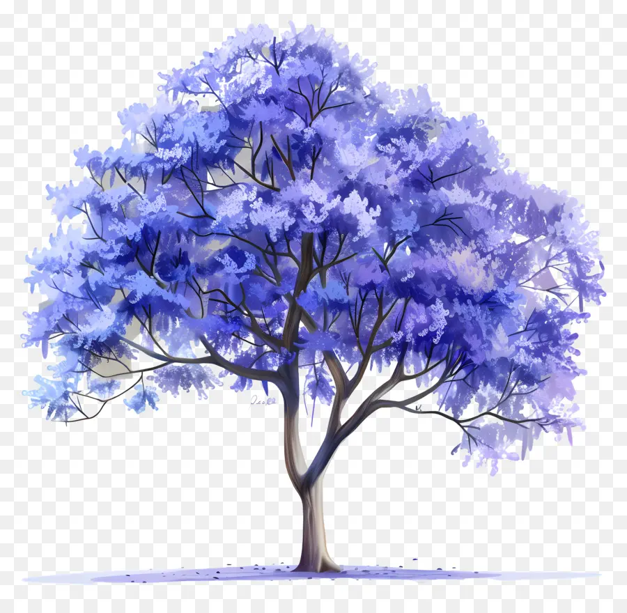 Blauer Jacaranda Baumbaumblätter blätter grün lila - Großer, großer Baum mit tiefen lila Blättern