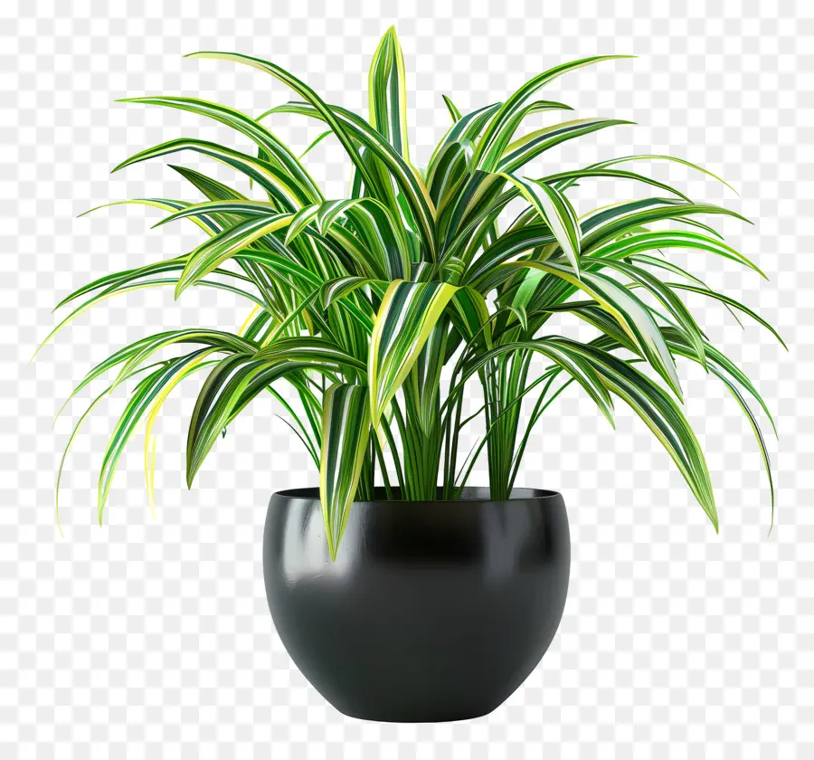 Variegierter Liriope -Topfpflanze Innenpflanze Grüne Pflanze Zimmerpflanze - Kleiner schwarzer Topf mit grüner Pflanze