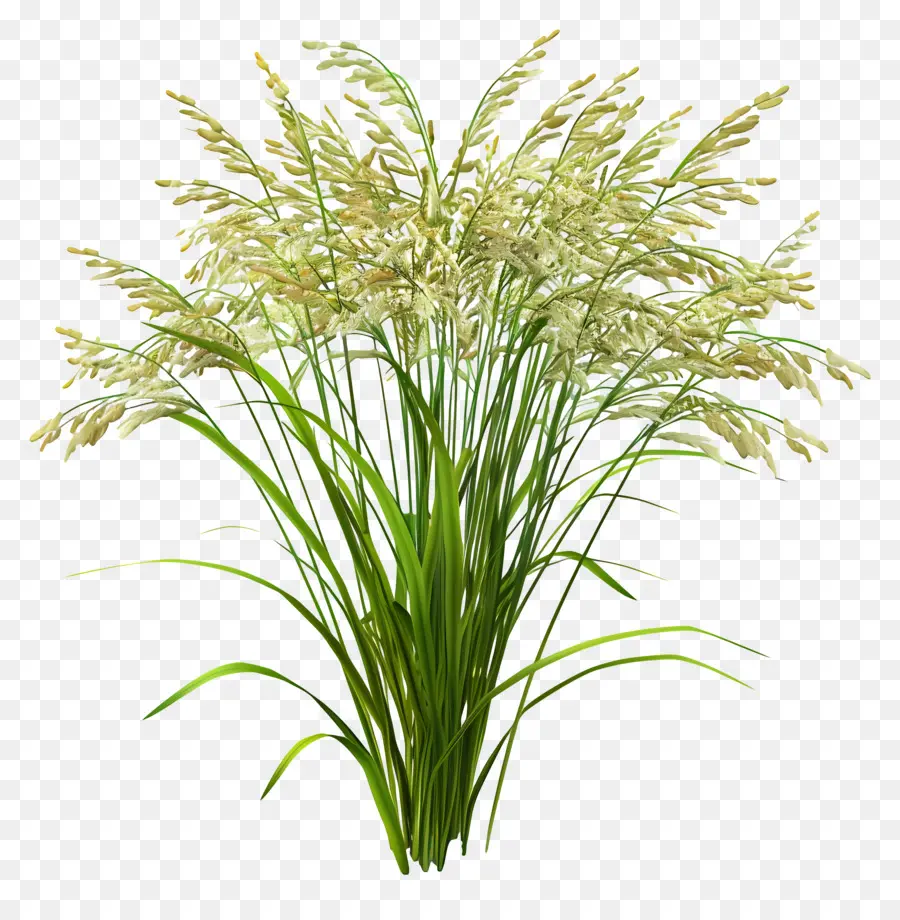 Reispflanze weiße grasbraune Blätter grüne Blätter Stiele - Ordentlicher Strauß weißer Grasstiele