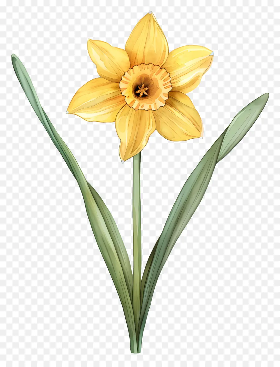 Hoa Daffodil Daffodil màu vàng cánh hoa màu vàng - Daffodil màu vàng duy nhất trên nền đen