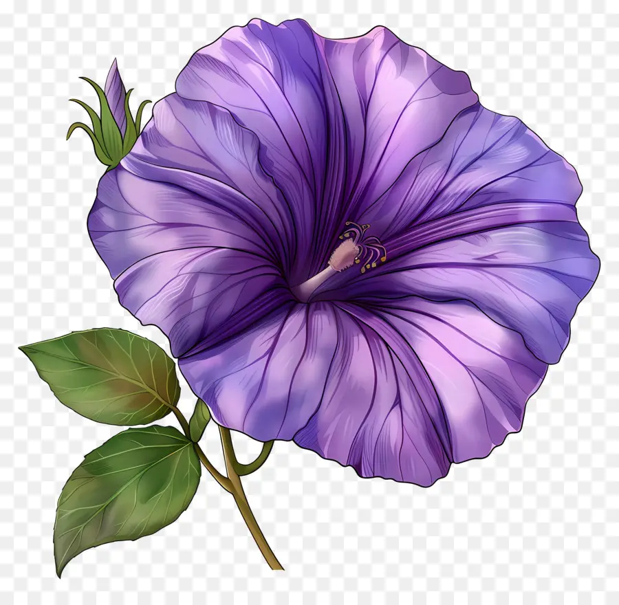 hoa trong chậu - Hoa màu tím nở hoa đầy đủ, cây chậu