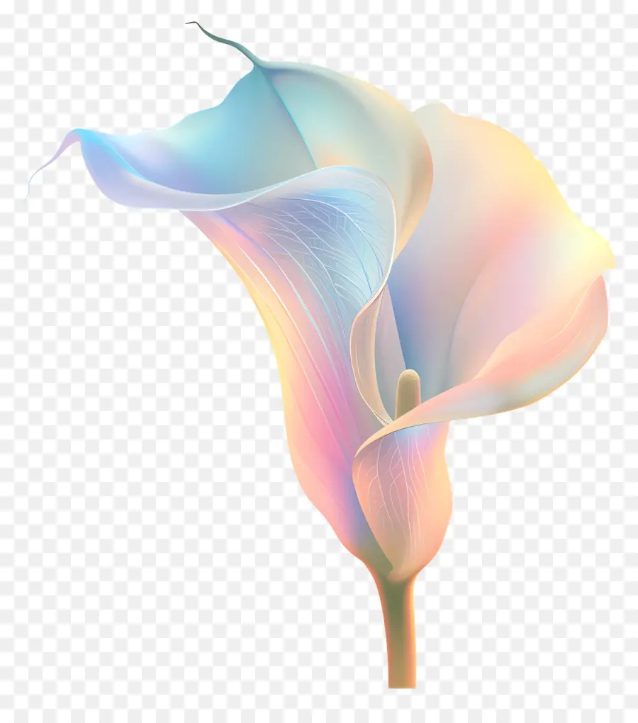 weiße Blume - Pastellrosa Calla Lily auf schwarzem Hintergrund