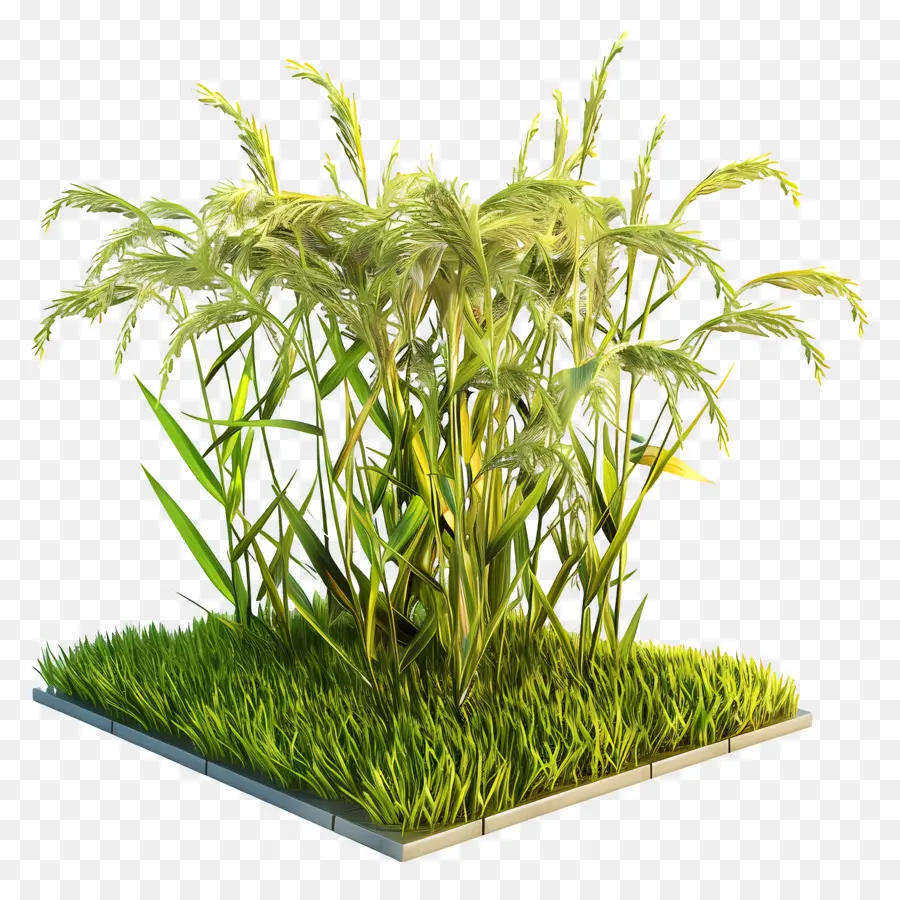 Paddy Crop 3D Erba Green Green Grass Modello 3D Sfondo nero - Modello 3D di campo di erba con piante