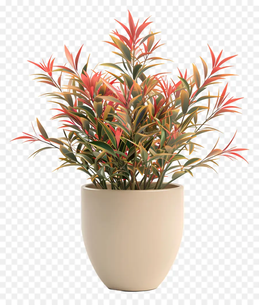Nandina domestica Topf Pflanze rote Blätter grüne Stiele kleine rote Blüten - Rote Pflanze im weißen Topf mit Blumen