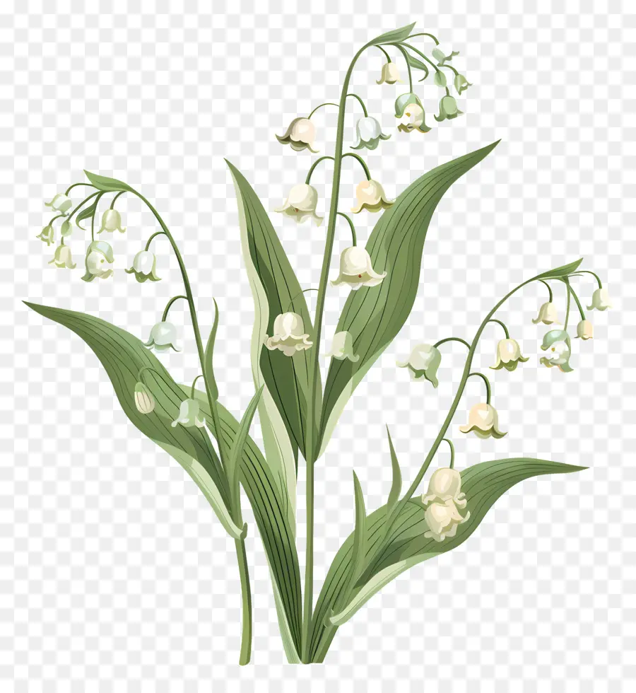 Lily of the Valley Lily of the Valley Plant Flowers - Hình ảnh chi tiết của Lily of the Valley
