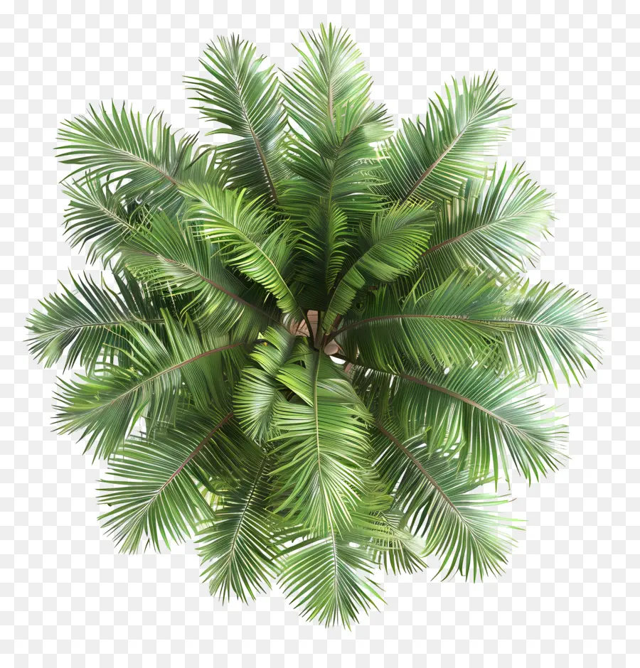 albero di palma - Vista ravvicinata della palma tropicale verde