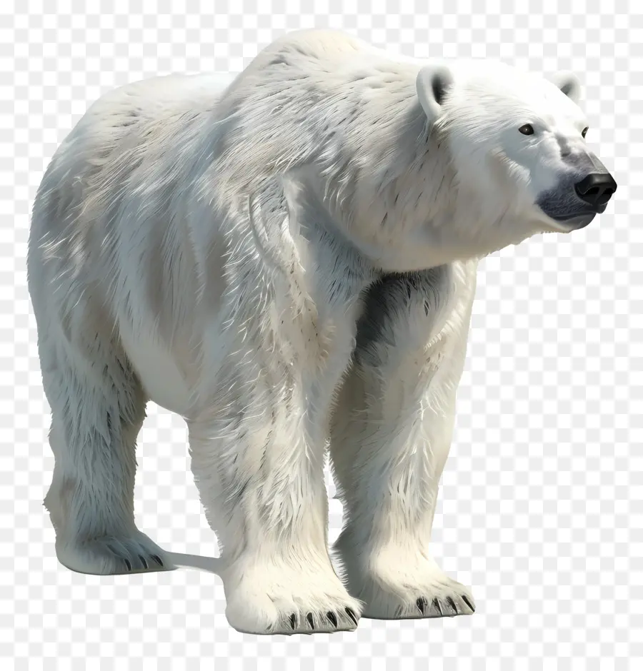 Orso polare Vista laterale con orso polare animale di pelliccia bianca di pelliccia - Orso polare in piedi sulle zampe posteriori