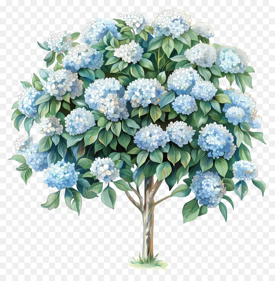 Tropische Hortensie -Baum blau Baum weiß blüht volle Blütenzweige - Blauer Baum mit weißen Blüten, isoliert, flach