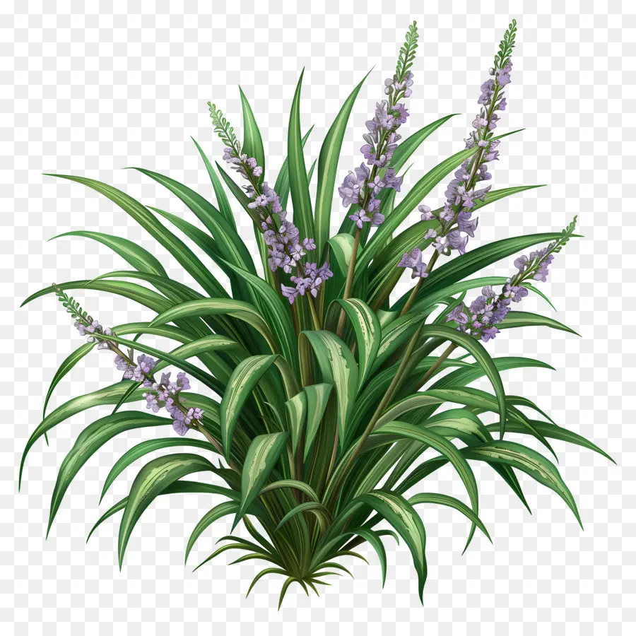 variegated liriope plant purple flowers green leaves nature