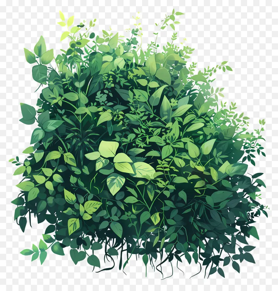 Thảm thực vật che phủ lá xanh lá cây nho tươi như màu xanh đậm - Tán lá xanh lắc lư trong làn gió một cách yên bình