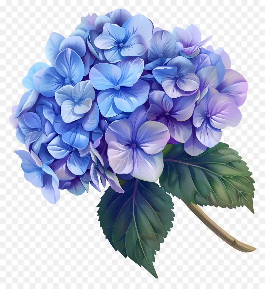 Little Hottie Hortensiea Hortensie Blumen hellblau Cluster realistisch - Realistische hellblaue Hortensie Blumen auf Schwarz