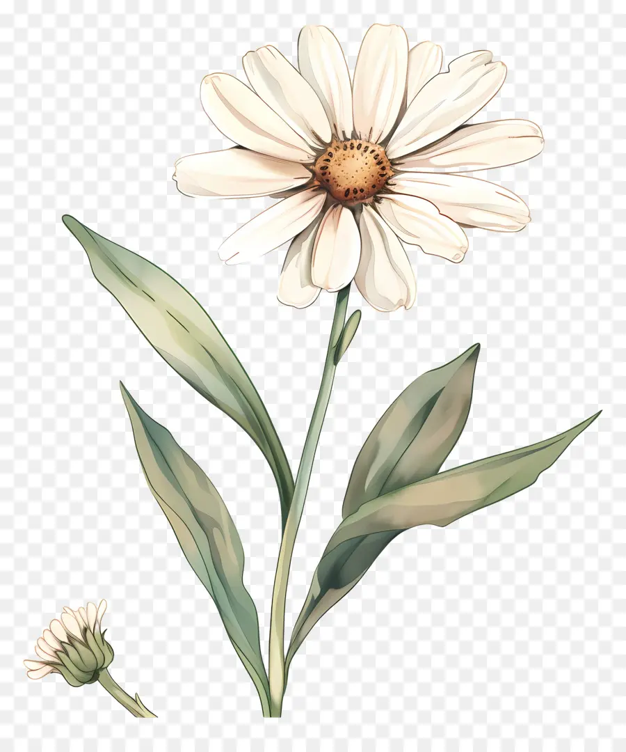 hoa cúc - Daisy với cánh hoa trắng và trung tâm màu vàng