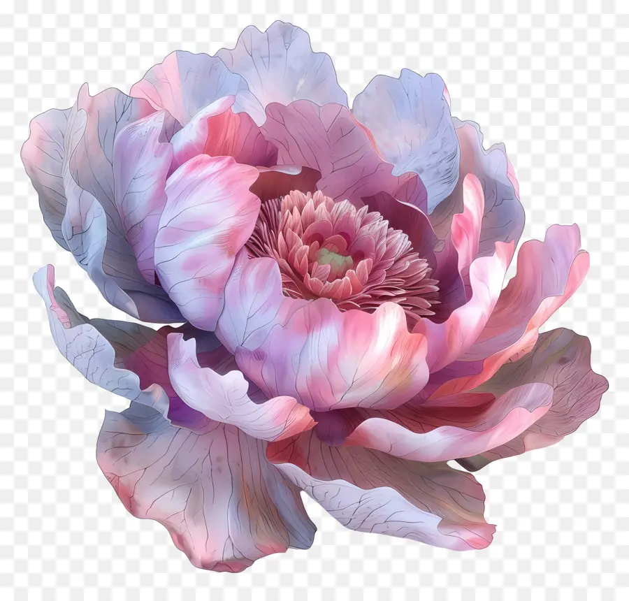 florales Design - Lebendige rosa Pfingstrosenblume auf schwarzem Hintergrund
