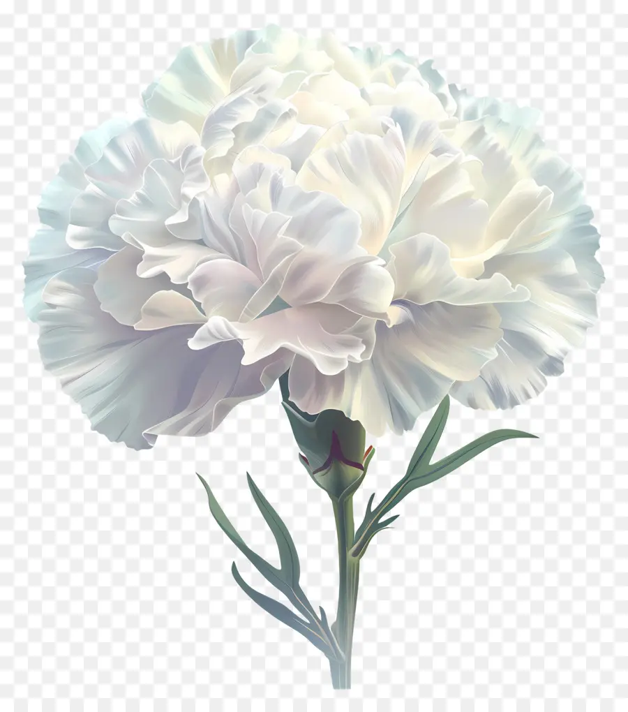 CARNATION TRUNG TÂM TRUNG TÂM TRUNG TIẾNG CARNATION CUTAWY CUTAWAY BLOGATIC - Hoa hoa màu trắng với cánh hoa cắt