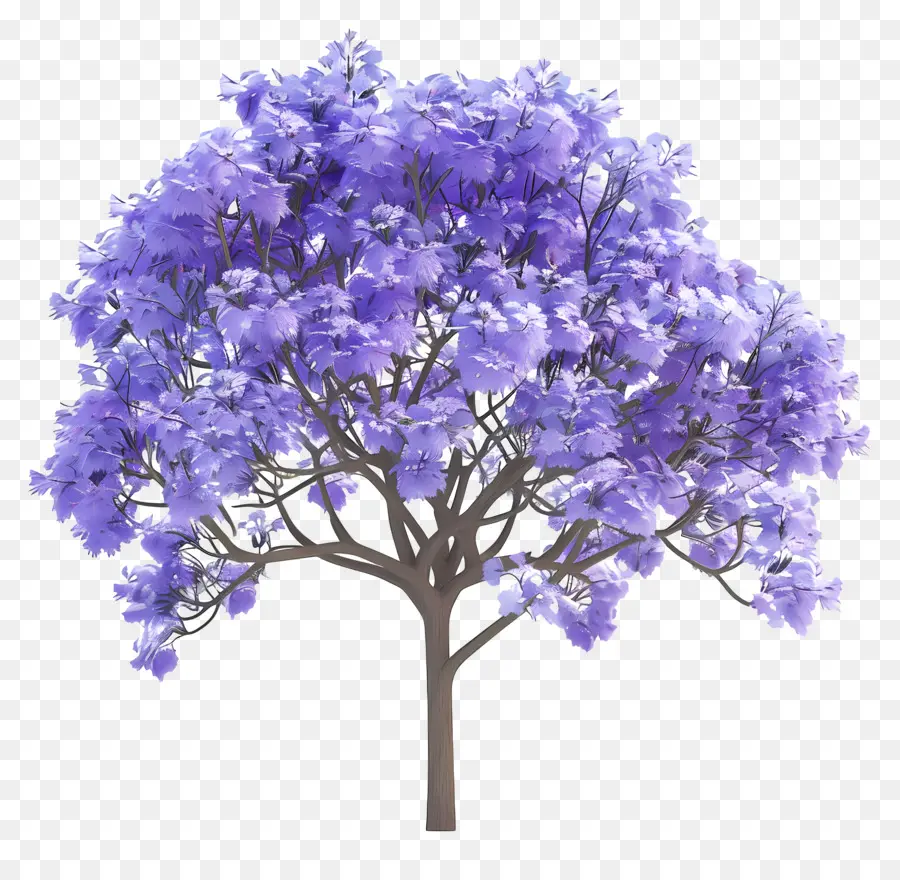 Blu Jacaranda Tree Tree Purple Flowers Foglie grandi foglie - Albero elegante con fiori viola e foglie grandi