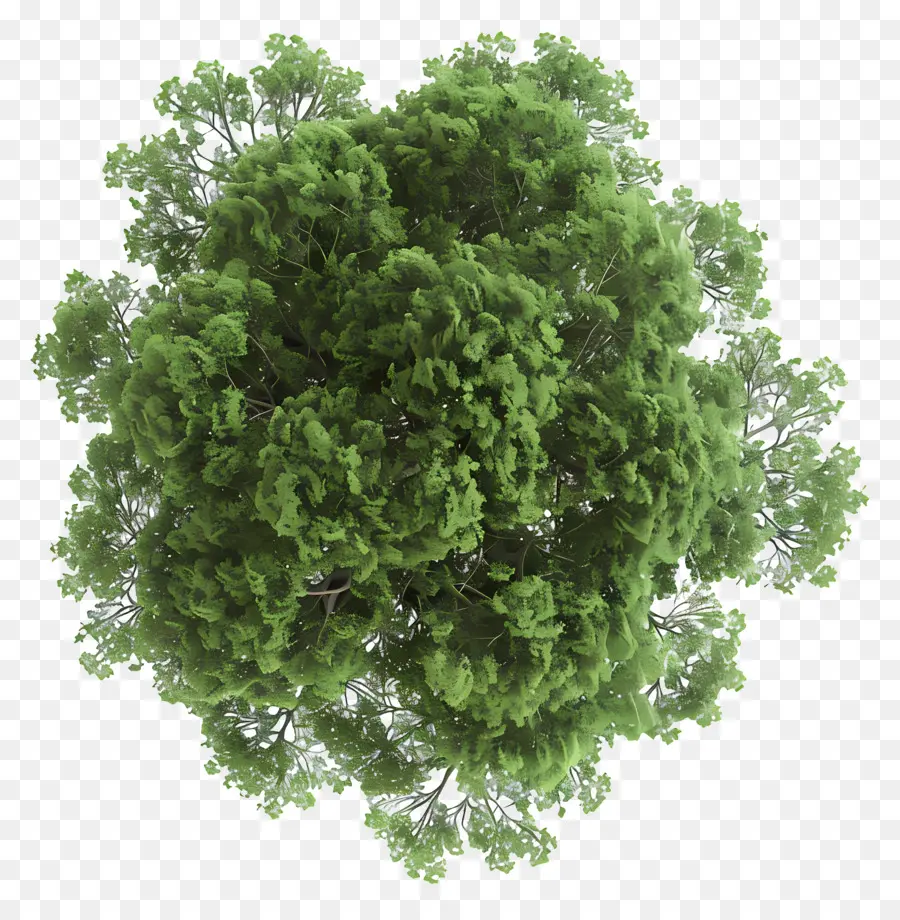 pianificare l'albero top vista foresta baldacchino verde denso verde - Vista top-down della densa baldacchino della foresta verde