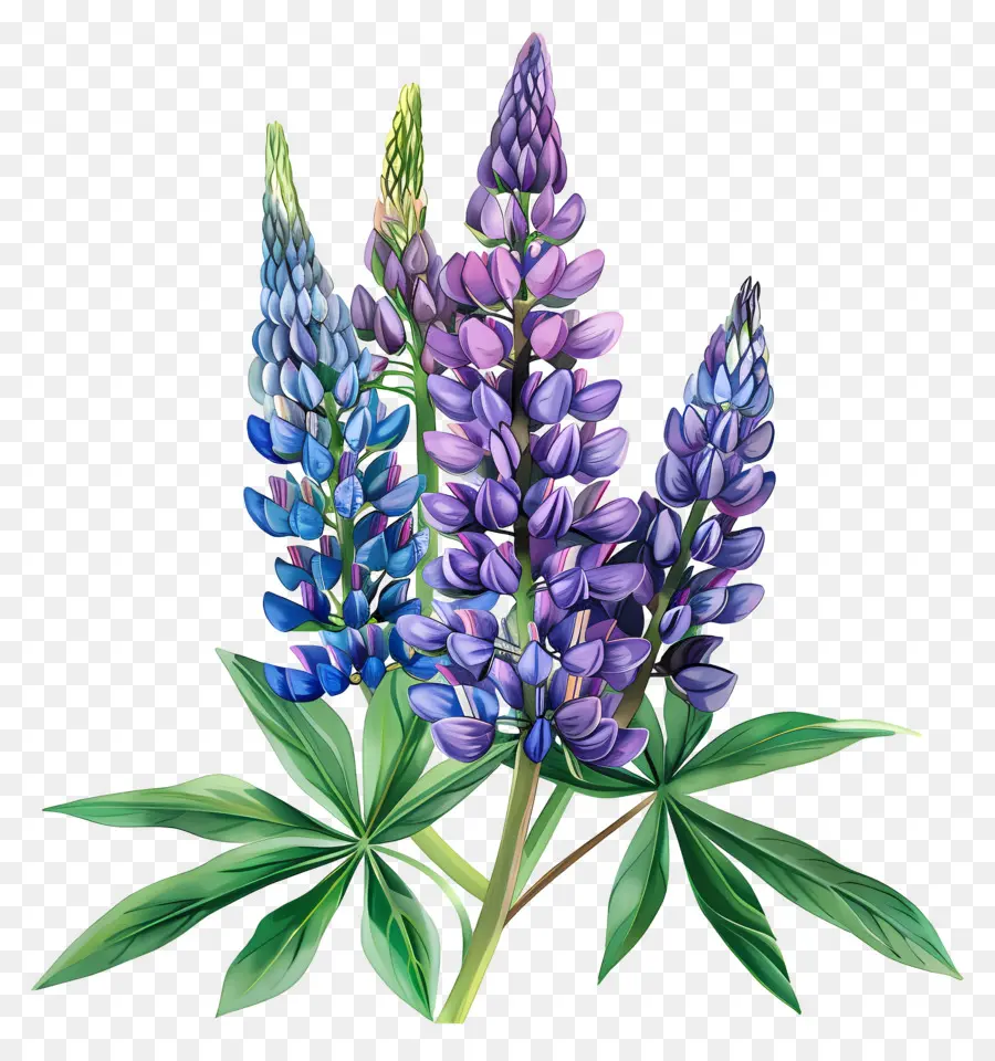 Lupin Flower Bluesbells Flowers Lupin Purple - Bluebells Lupin in piena fioritura, natura serena