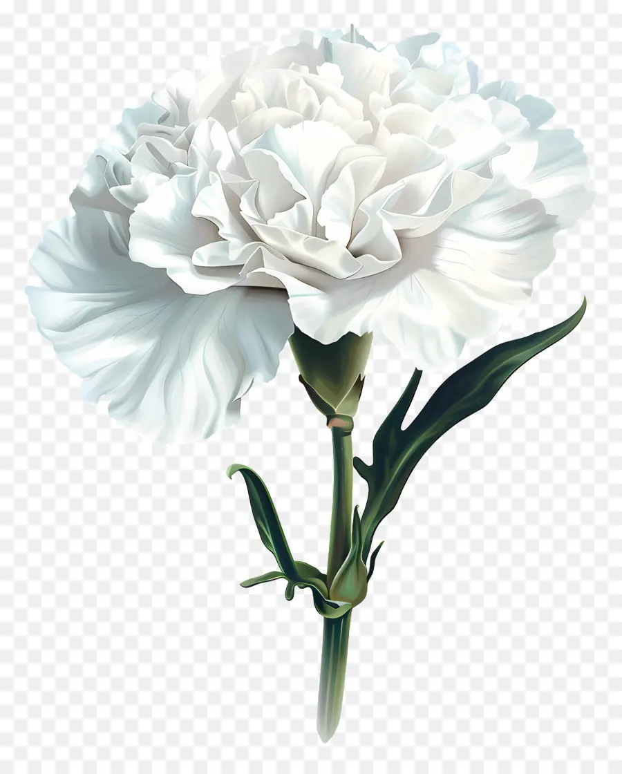 hoa cẩm chướng màu trắng hoa màu xanh lá cây lá xanh lá cây - Carnation trắng với lá màu xanh lá cây trên nền đen