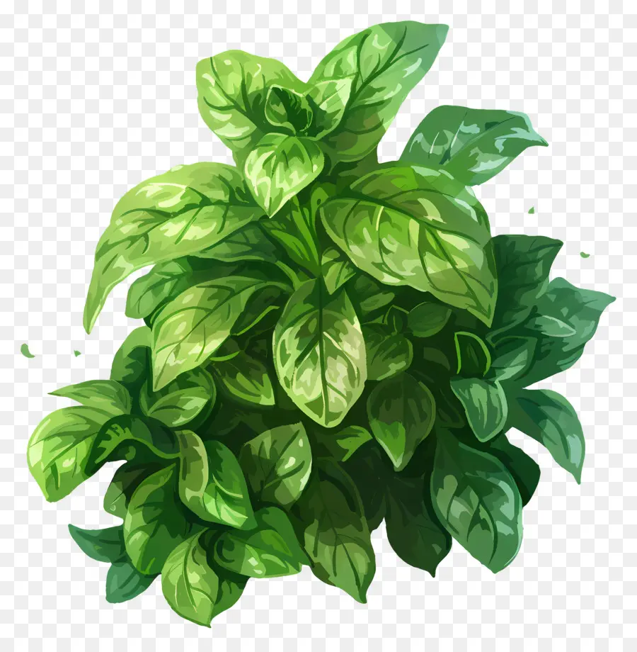 üppiger grünes Basilikum Kräuterpflanze Grün grün - Grüne Basilikumpflanze mit kleinen welligen Blättern