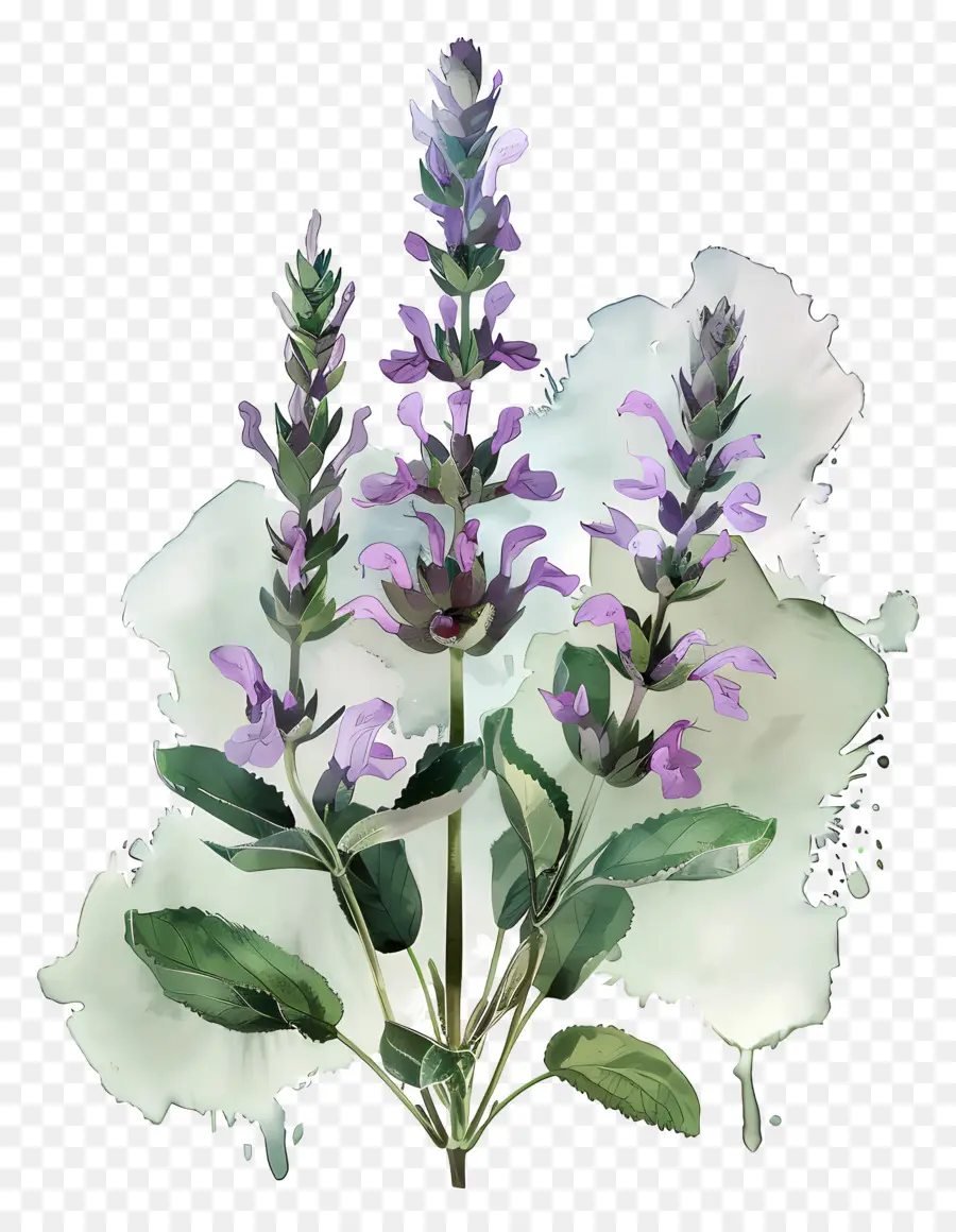 Sagge Flower Purple Plant Foglie verdi - Pianta di salvia viola ondeggiando nella brezza