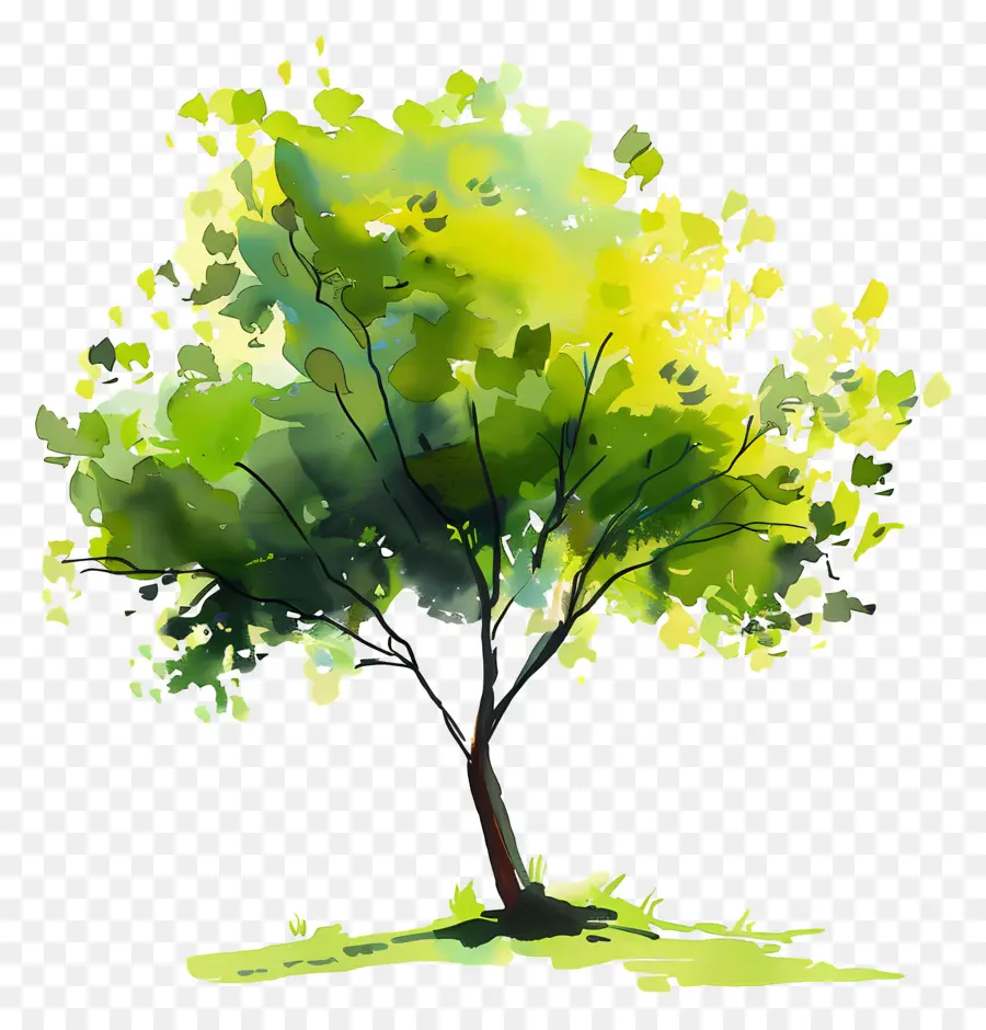 albero verde - Pittura ad acquerello di albero lussureggiante con foglie verdi