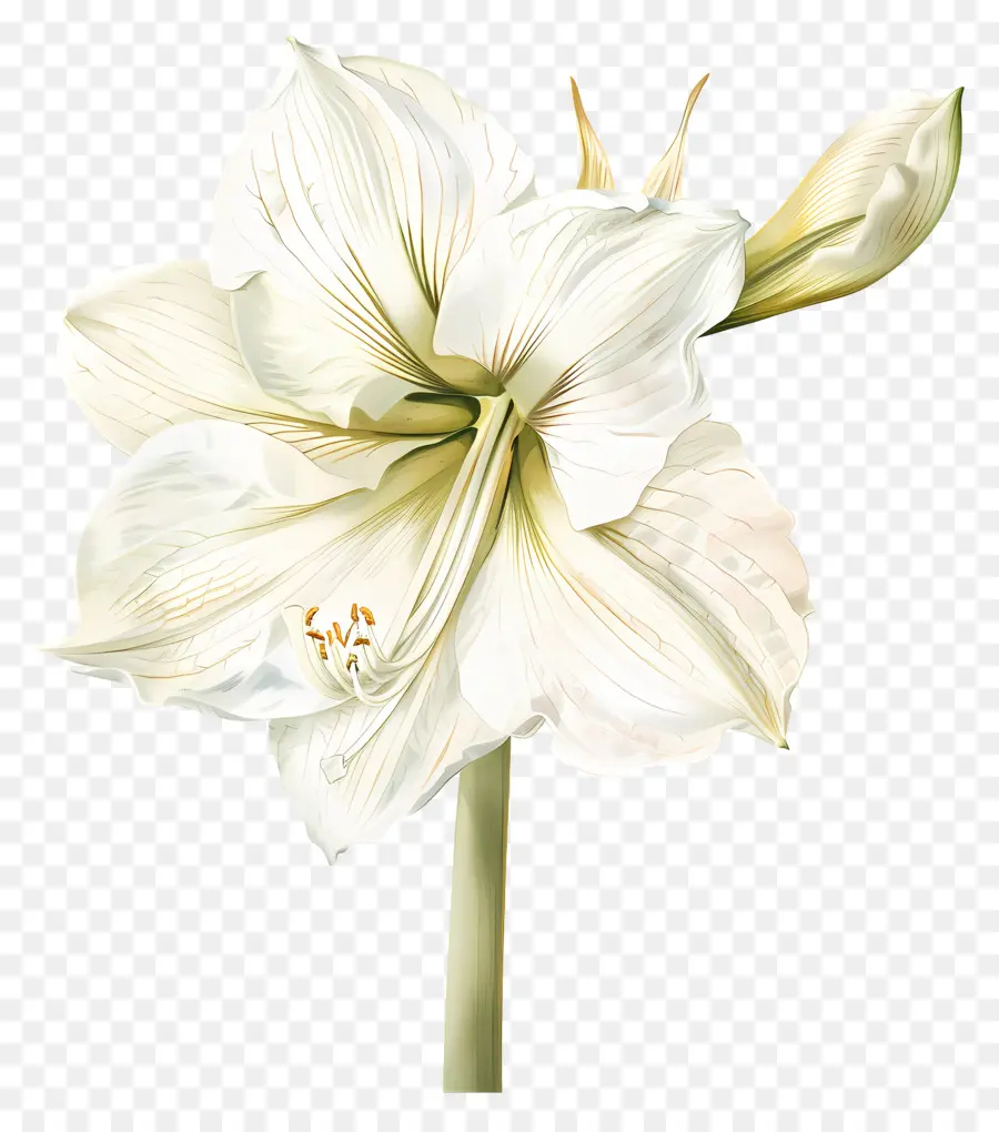 weiße Blume - Große weiße Blume mit Cream -Mitte auf schwarzem Hintergrund