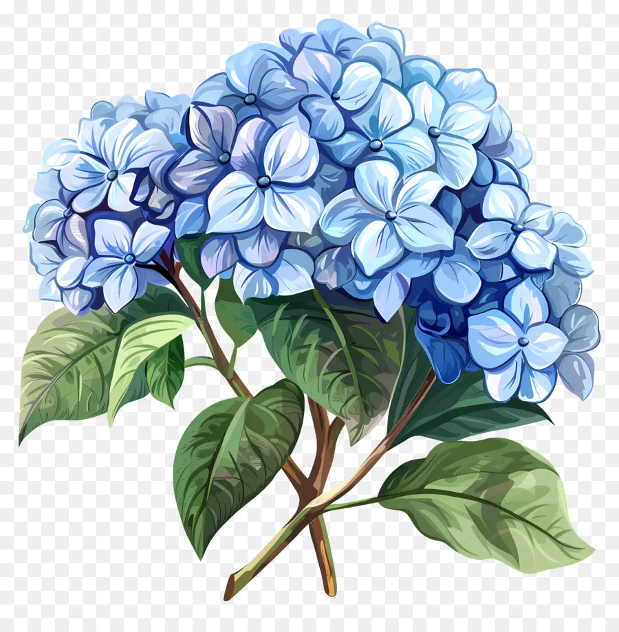 Blaue Hortensie Blue Hortensie Bouquet Blumen Blumenarrangement - Blau Hortensie Strauß auf schwarzem Hintergrund, elegant