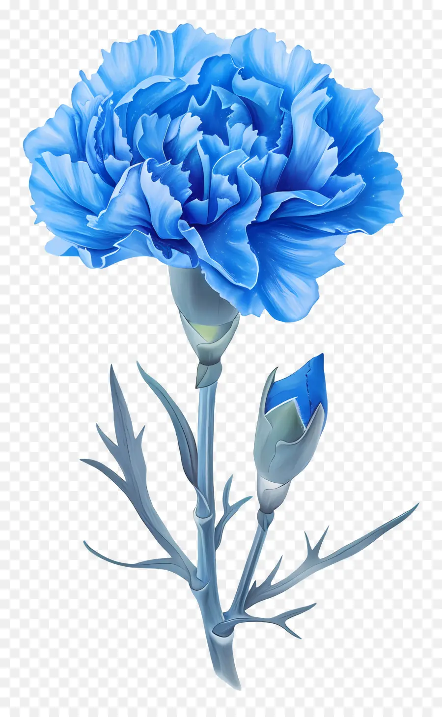 Nelkenblau blaue Nelkenblume Blütenblätter Blütenblätter - Blaue Nelke in voller Blüte mit Pistil