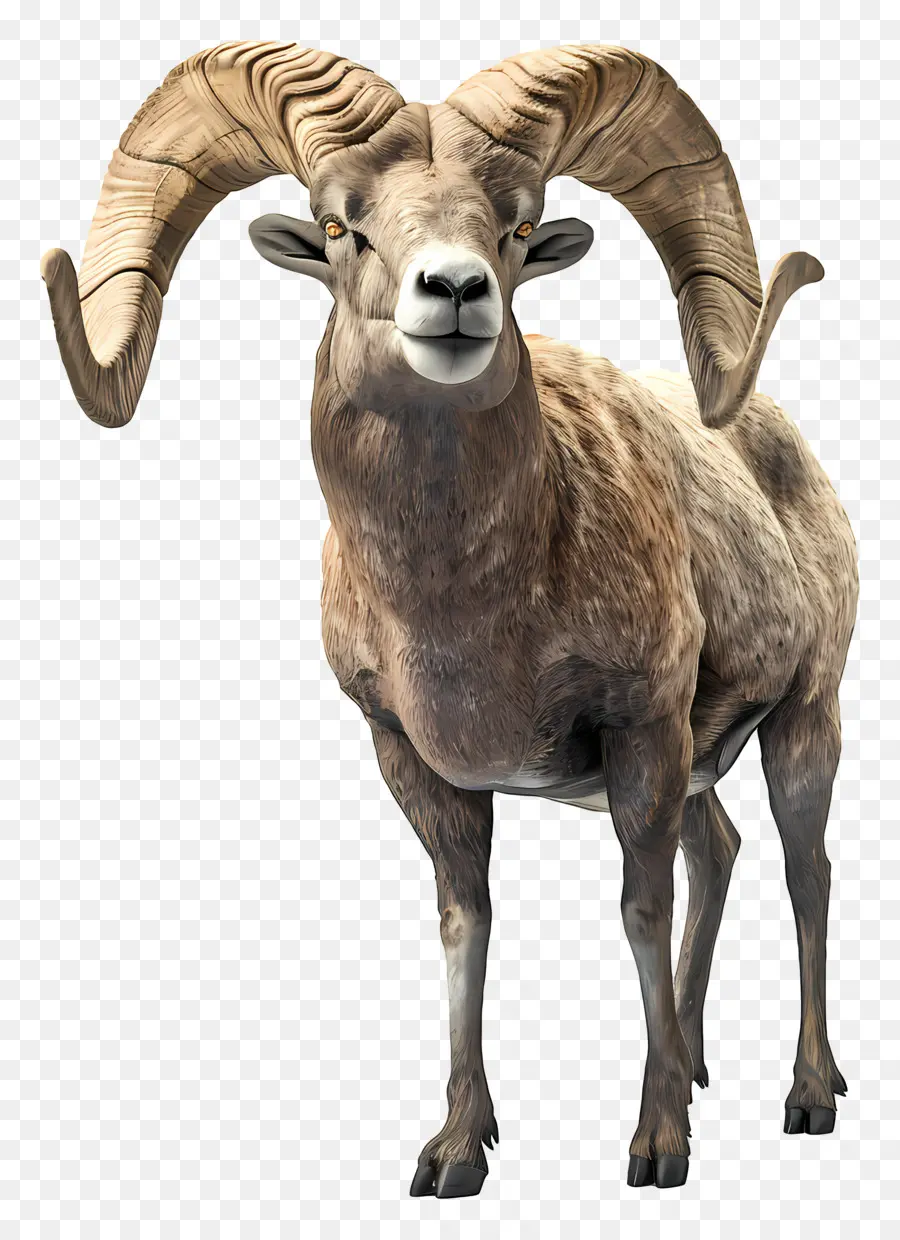Bighorn Sheep Ram Horns Fur Animal - Ram con grandi corna curve in piedi alti