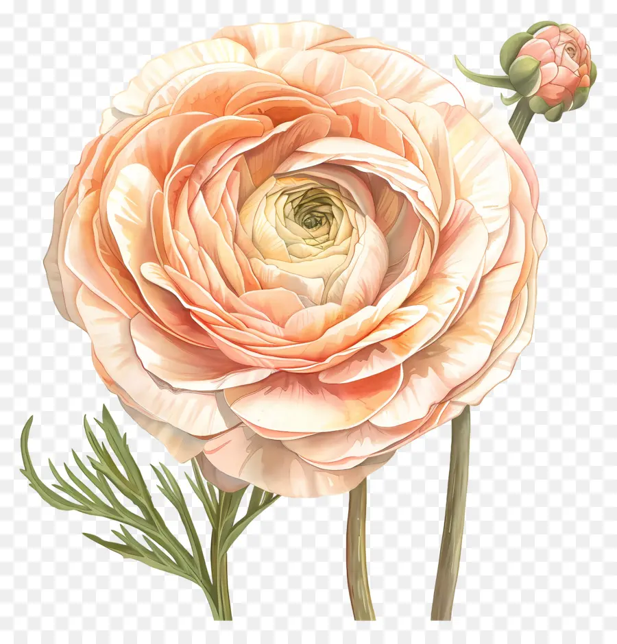 Fiore Disegno - Rosa arancione disegno con foglie verdi