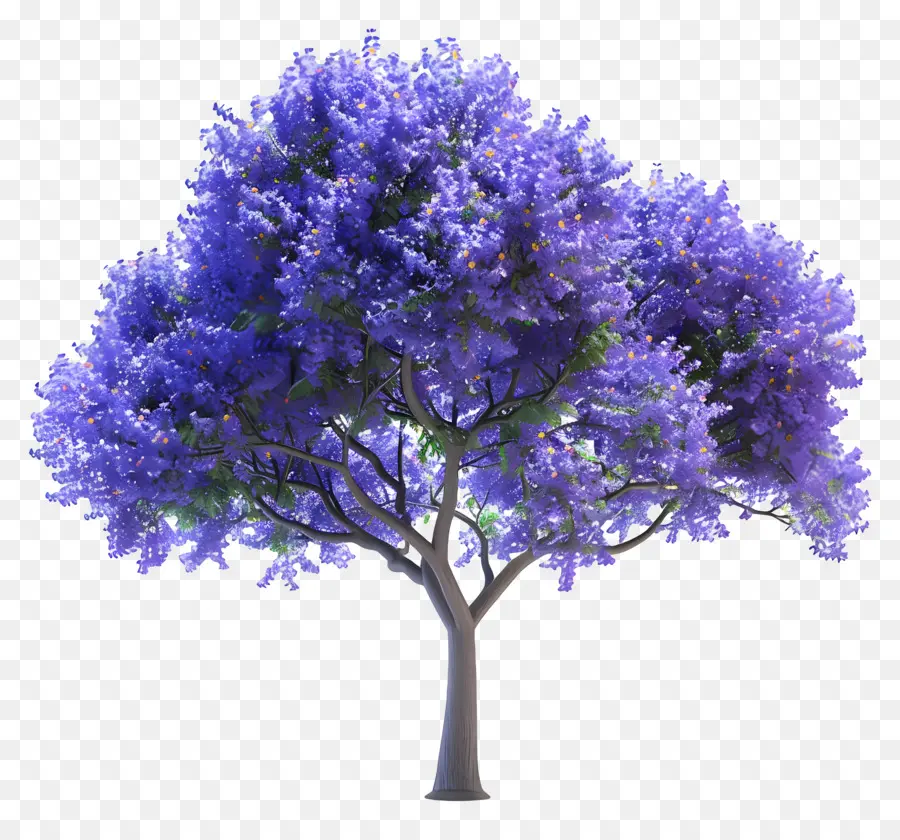 Blauer Jacaranda Baum blaue Blumen Baum blühen Natur - Baum mit blauen Blüten in Blüte
