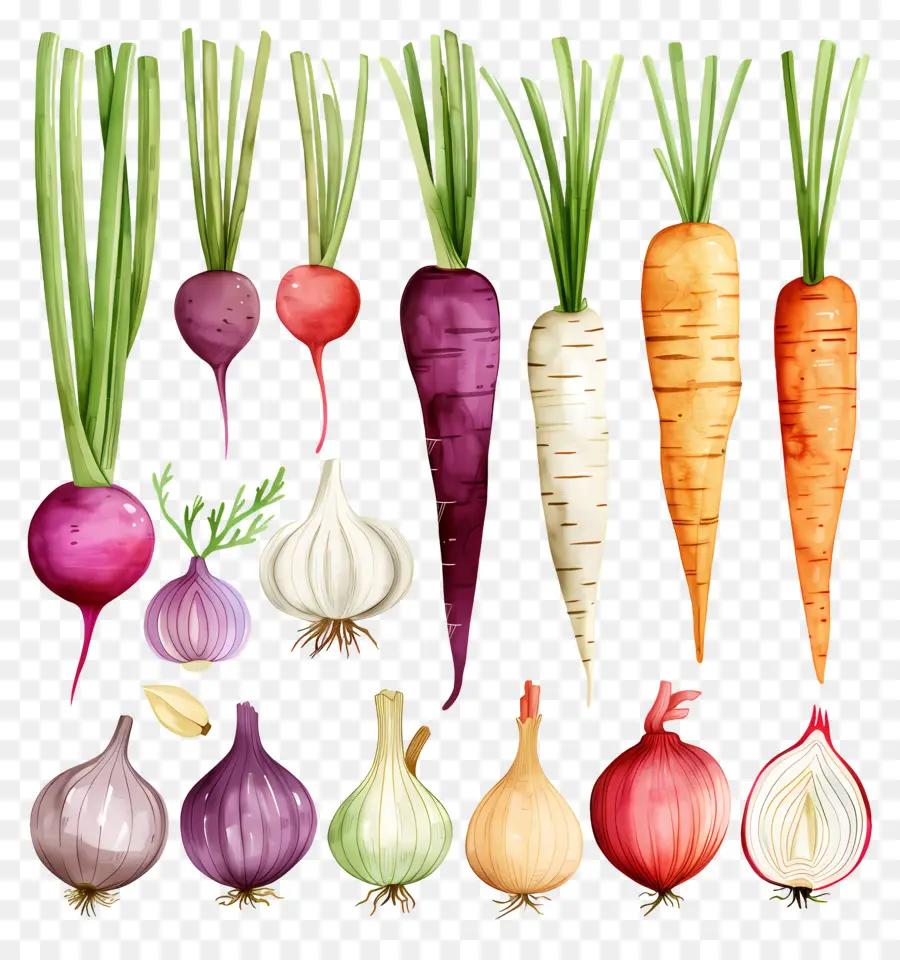 Gemüse frisches Gemüse Rüben Karotten Radieschen - Bunte Auswahl an frischem Gemüse ausgestellt