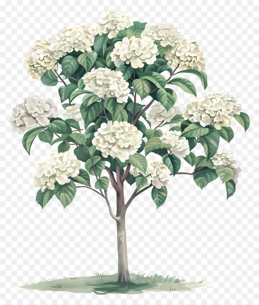 tropical hydrangea tree tree white flowers green leaves strong trunk