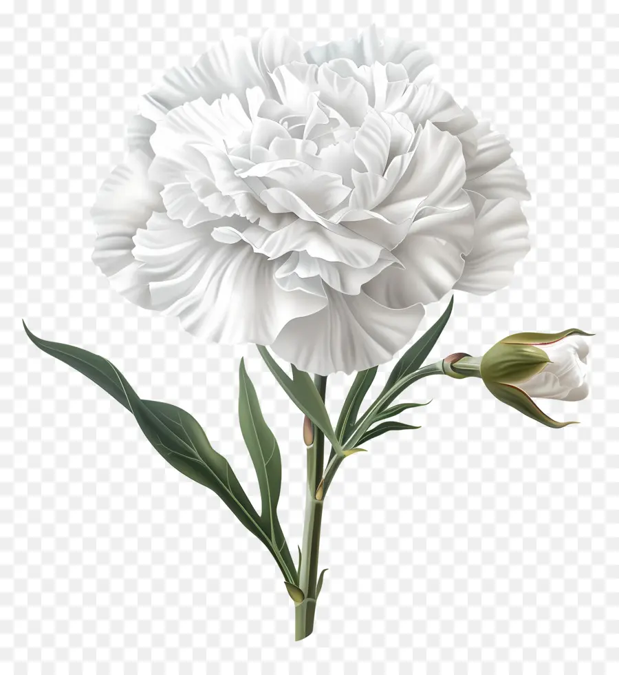CARNATION Cánh hoa hoa trắng trắng cánh hoa - Carnation trắng trên nền đen, cánh hoa hơi cong