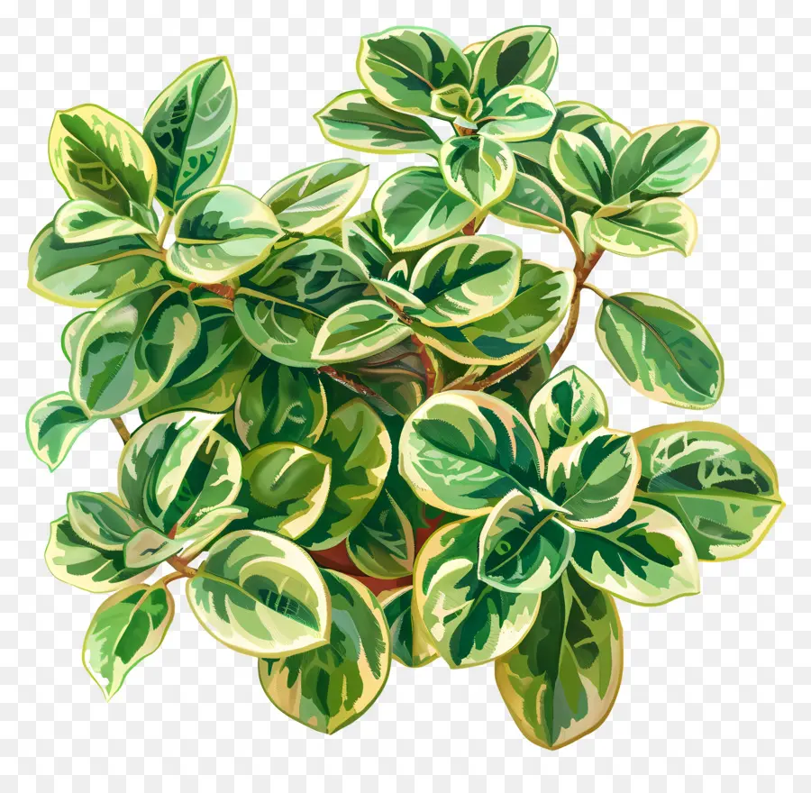 Varigierte Jade Pflanze grüne Blattpflanze Weiße Blüten große spitze Blätter gesunde Pflanze - Üppige grüne Pflanze mit weißen Blüten blüht