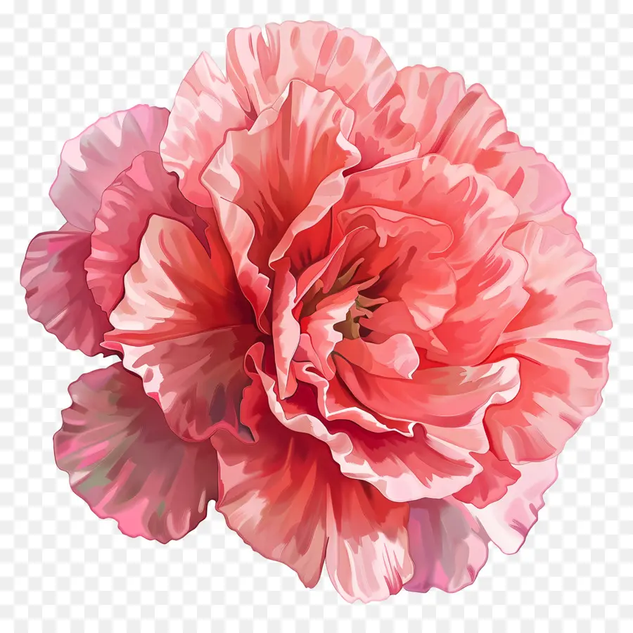 rosa Blume - Lebendige rosa Blume mit geschichteten Blütenblättern