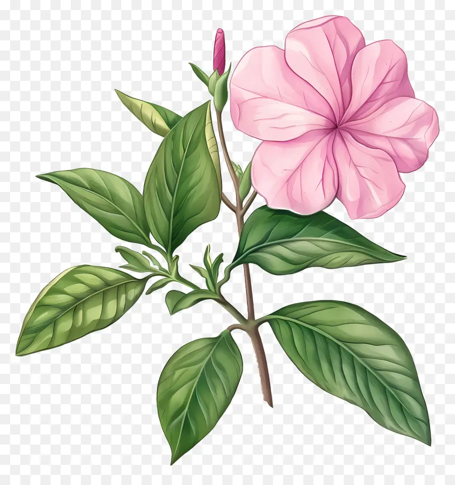 rosa Blume - Lebendige rosa Blume mit grünen Blättern