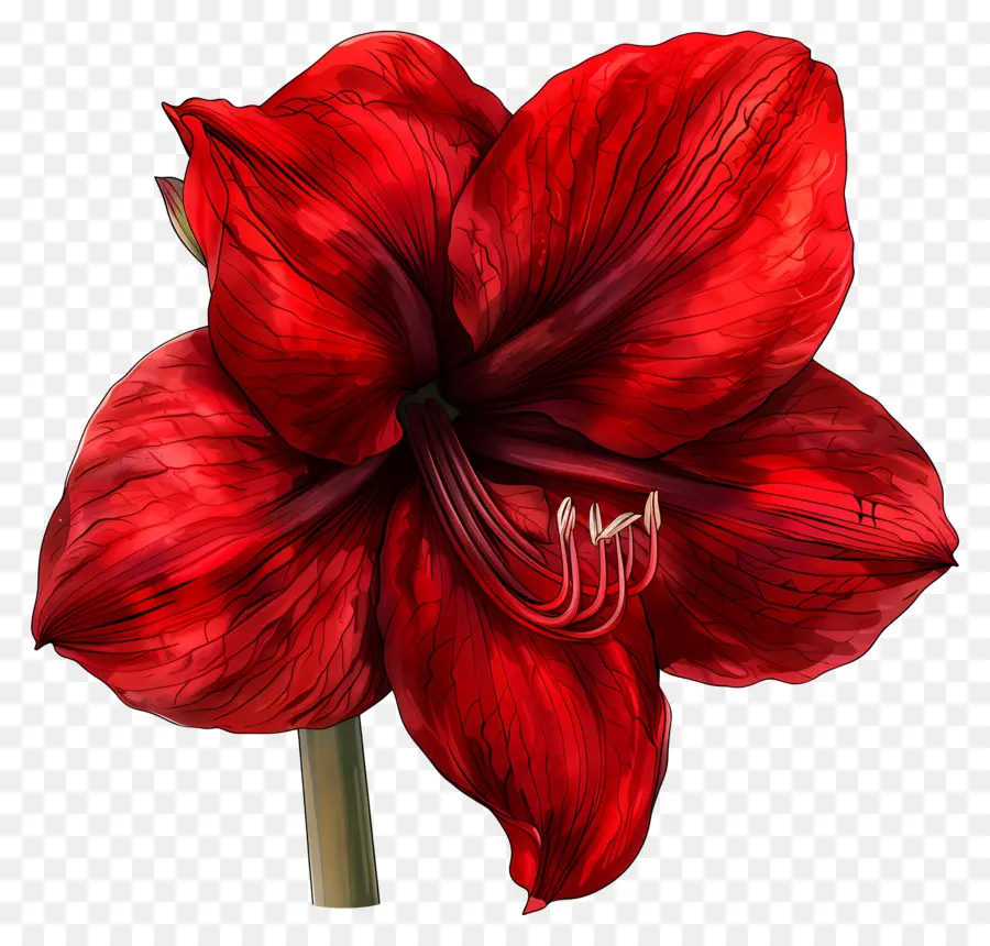 rote Blume - Rote Blume mit weißem Zentrum und zerrissenen Blütenblättern