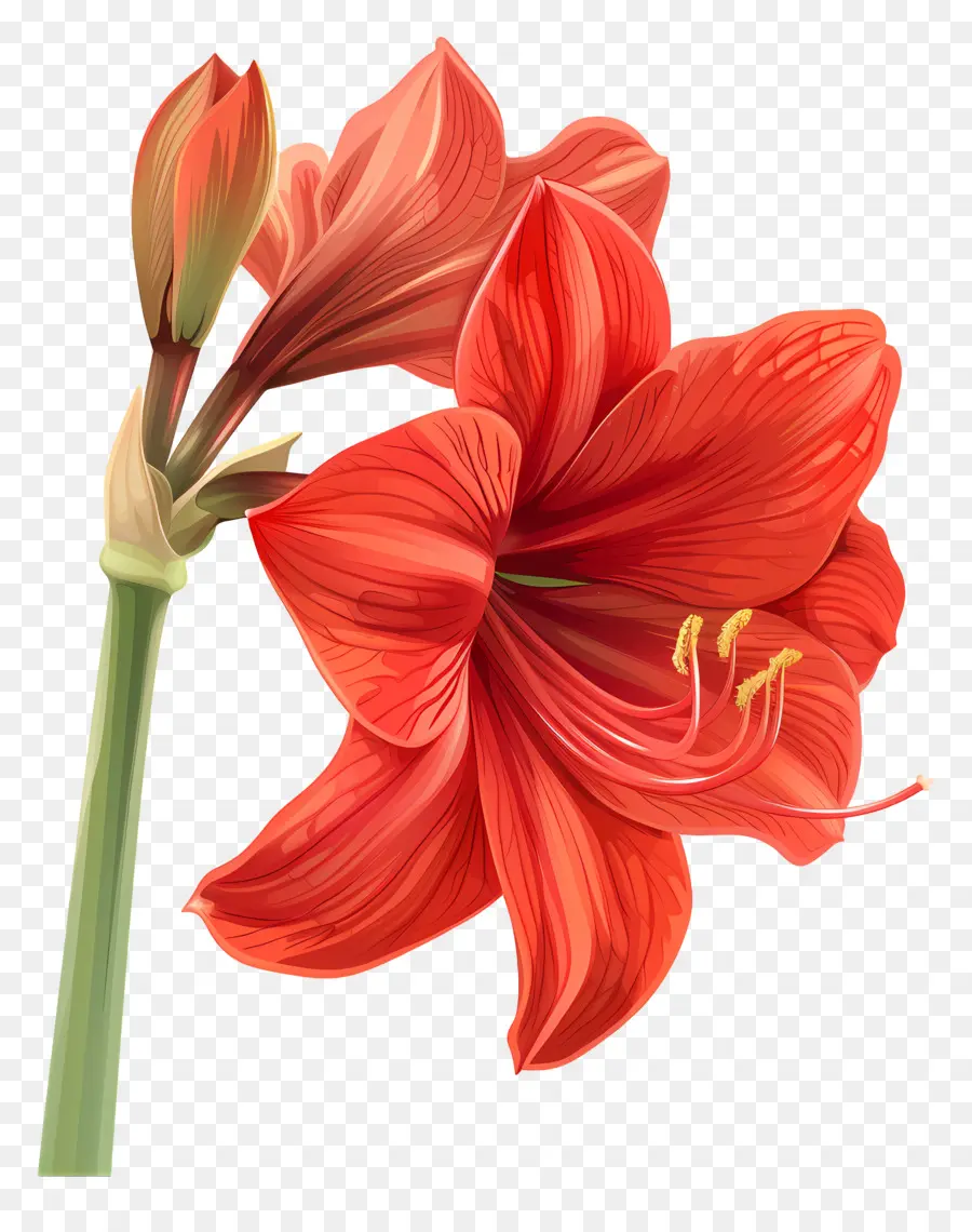 rote Blume - Große rote Blume auf schwarzem Hintergrund