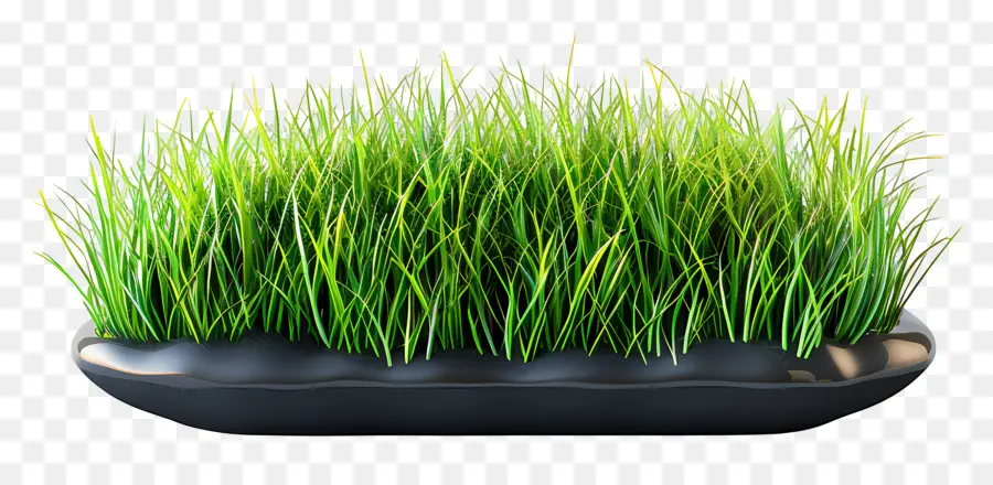 Grasgarten -Grasanlagen -Behälter Pflanze Innenpflanzen Zimmerpflanze - Hohe grüne Graspflanze im schwarzen Behälter