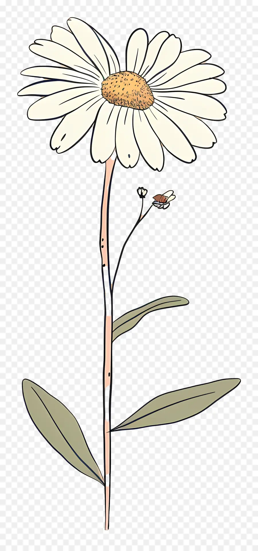 margherita - Fiore di margherita bianco dettagliato con macchie nere