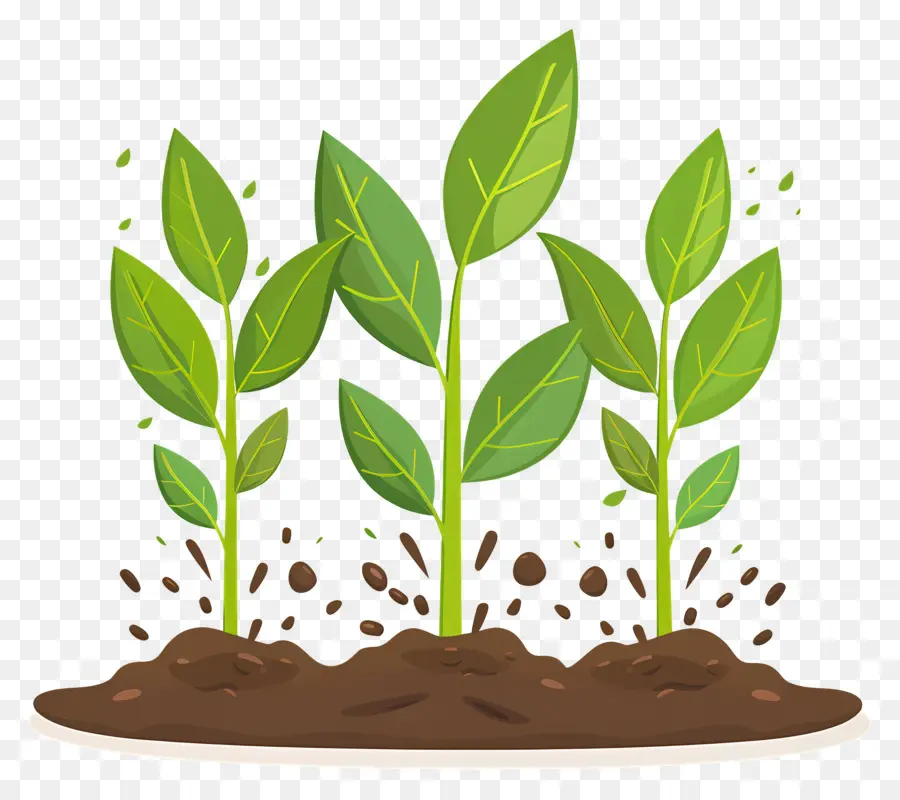 plant growing plant seeds sprouting growing soil
