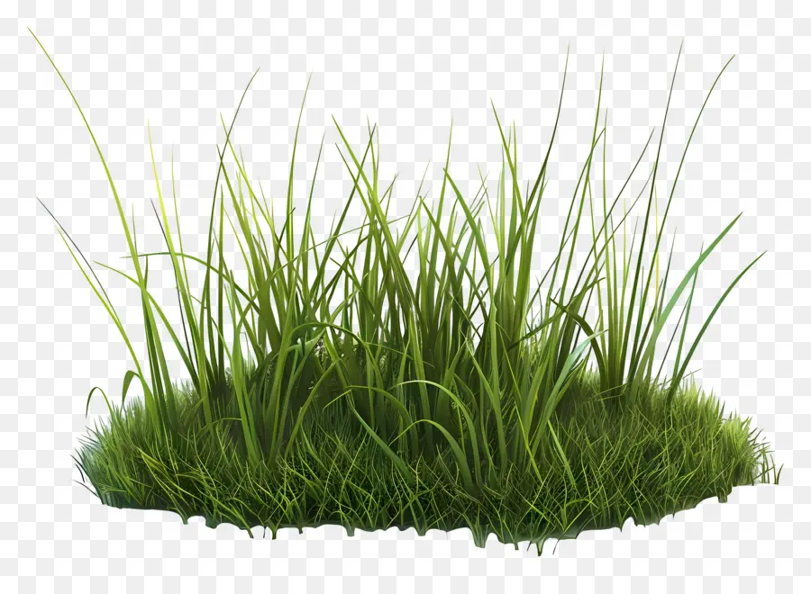 Gras Gartengrün Rasengesunde Gras Rasenpflege Rasenpflege Wartung - Grüner Rasen mit hohem, gesundem Gras