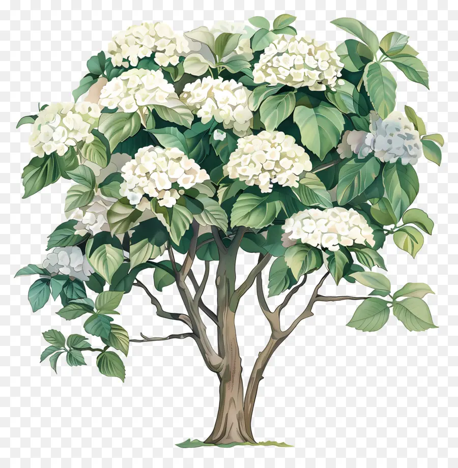 Tropische Hortensie -Baumbaumblüten schwarz und weiß botanisch - Schwarz -Weiß -Baum mit weißen Blumen