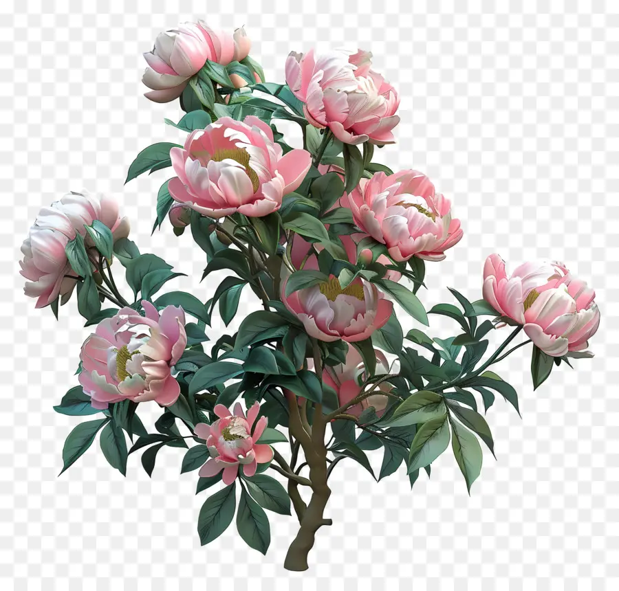 Blume Baum - Rosa Pfingsträger in voller Blüte