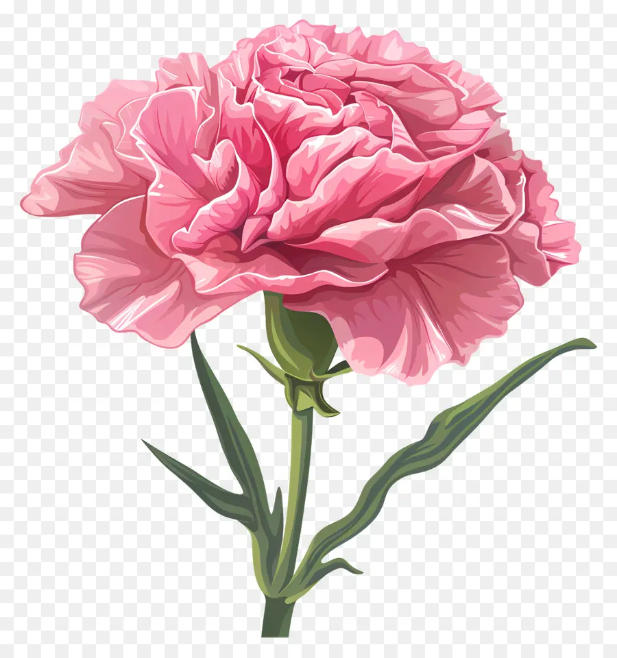 Nelken rosa rosa Nelken essbare Blume kochen mit Blumen hellrosa Blütenblätter - Essbare rosa Nelkenblume mit schlankem Stiel