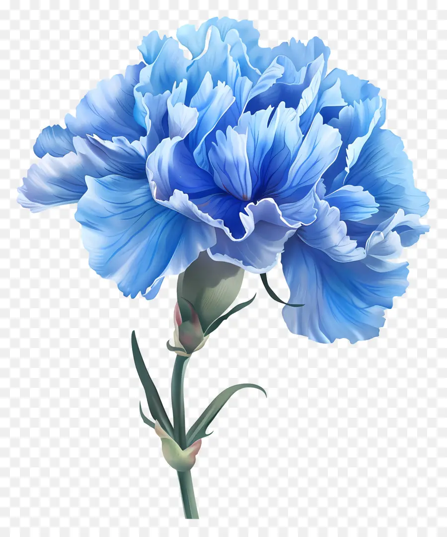 Blumenstrauß - Blaue Nelke mit großen abgerundeten Formblättern